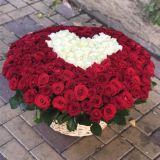 Красивые , но не умные🔥