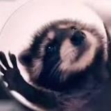 Мем Шамань Шампань