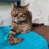 Чат Кошки в Одессе ✨🐾💕