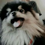 NOVO GRUPO NA BIO 🐺