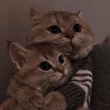 𝔹𝔼𝕊ℙℝ𝔼𝔻𝔼𝕃