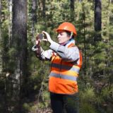 Лисица о лесе