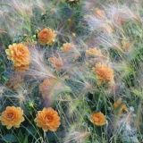 BLOMMA/Цветочная ферма