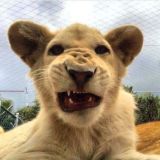 𝚆𝚒𝚣𝚊𝚕𝚘.16 ♪