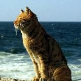 Котик в Крыму