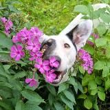 Пес ученый у ветеринара