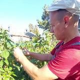 Михаил и 101 ягода