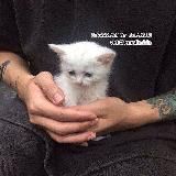 ::𝙿𝙰𝚂𝚂𝙸𝙾𝙽 𝙾𝙵 𝚂𝙰𝙳𝙸𝚂𝙼::