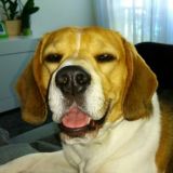 Los Beagle por telegram