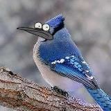 Сойчин крінж 🇺🇦