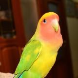 Неразлучники розовощекие Rosy-faced lovebirds Agapornis roseicollis ПОПУГАИ