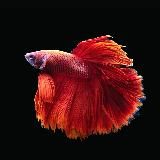 Аквариумистика 🪸