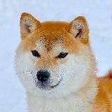 Питомник сиба ину Хатсушиба