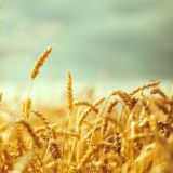 Актуально о Кубани