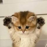 Мягкие Котямбусы