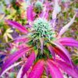 🥦Семена марихуаны🥦