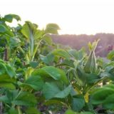 Минимализм и простота