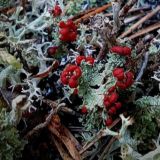 Заметки недолихенолога