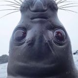 Международный Чат РП