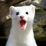 БУДНИ ПЕТУШЕРА