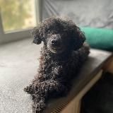 akmironov - жизнь за границей.