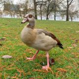 Дневник эмиграции