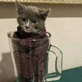 РЕДАНОВЦЫ ЛОХИ