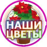 Наши цветы | Советы | Лайфхаки