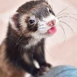 Хорьки зверьки