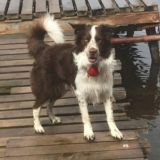 Группа чапки