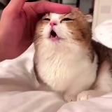 Генератор радости