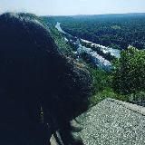 лес и сказки | Диана Чайковская