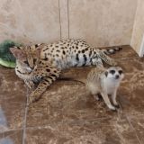 SERVAL_SURICAT