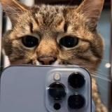 ПОДАРКИ ТЕЛЕГРАМ