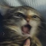 Лесбияния* 🏴