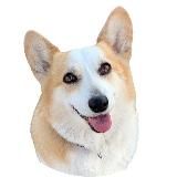 Корги и USMLE