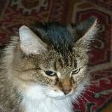 мемы с котами блядь