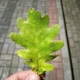 Оказывается, просто 🤷🏻♂️