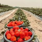 Ягода Киргизии |Новосибирск