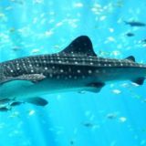 Bandarmology_ ـُ๋ࣩࣩࣩࣩࣩࣩࣩࣩࣩࣩࣩࣩࣩࣩࣩࣩࣩࣩࣩࣩࣩࣩࣧࣧࣧࣧࣧࣧࣧࣧࣧࣧࣧࣧࣧࣧࣧࣧ͡ Saham