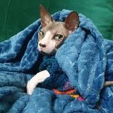 Кот-Наркот