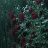 ✧・ 𝚃゚: 𝚘*✧・𝚜゚:𝚑*✧