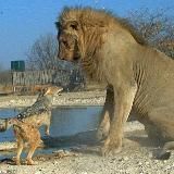 Чребайы Хъаергаенаег