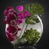 orchidei_ekb /Орхидеи_ЕКБ