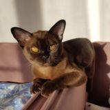 Бурманские кошки
