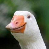 Добрые мемы