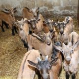 La stalla di paglia