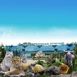 Новосибирская язва