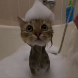 Чатик мамонта⚡🌪