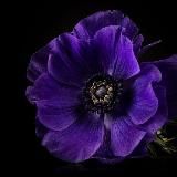 Творчество Sofi_yaalehina